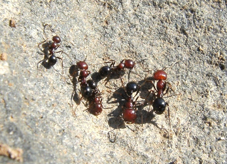 Messor minor